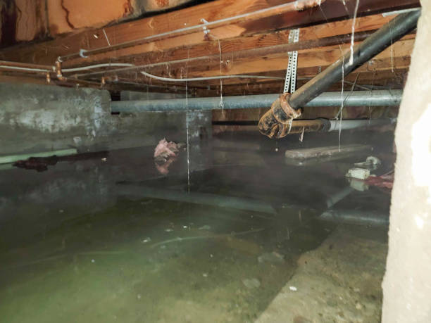 Best Water damage contractors near me  in Spencer, IN